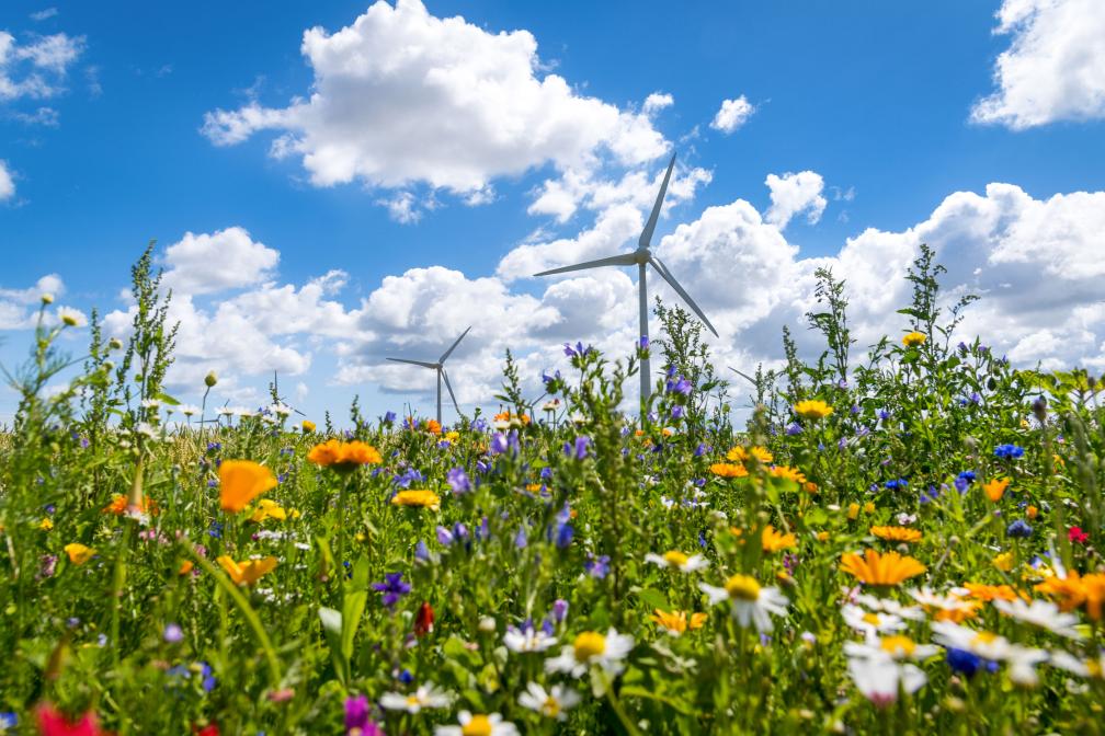 Flower field and a view of wind turbines in the distance